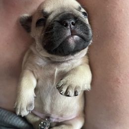 French Bulldog Puppies from Orderofthebulldogs, LLC