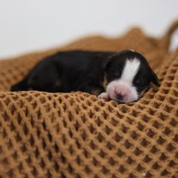 Celsius - female Australian Mountain Doodle puppy in Spanish Fork, Utah from Little Puppy Co.