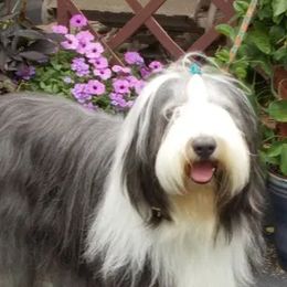 Bearded Collies from Arlin Bearded Collies
