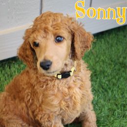 Sonny - Red  male Poodle puppy in Sheridan, California from Renegade Standard Poodles
