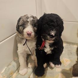 Purple - Merle female Bernedoodle puppy in Shelby, North Carolina from Forever Grateful Doodles