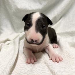 Valentina - Black brindle and white female Bull Terrier puppy in Colville, Washington from Mark My Words Bull Terriers