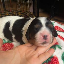 Tri girl 1 - Tri-color female Cavalier King Charles Spaniel puppy in Phoenix, Arizona from Larisa's Cavaliers