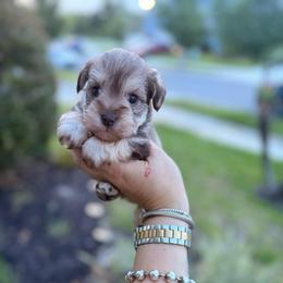 Nico - Liver male Miniature Schnauzer puppy in Orange City, Florida from Xaysha’s Miniature Schnauzers