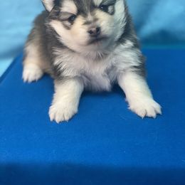 Pomsky Puppies from Midnight Sun Pomskies