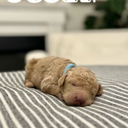 Ocean - Light Blue Collar - Apricot Australian Labradoodle puppy in Whittier, California from Rouxdle Douxdle