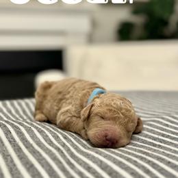 Ocean - Light Blue Collar - Apricot Australian Labradoodle puppy in Whittier, California from Rouxdle Douxdle