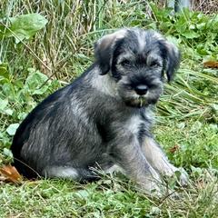 Standard Schnauzer puppies from Kinobi Standard Schnauzers