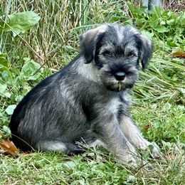 Standard Schnauzer puppies from Kinobi Standard Schnauzers