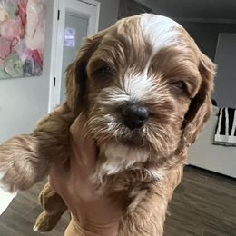 Cavapoo and Shihpoo Puppies from Haus of Doodles