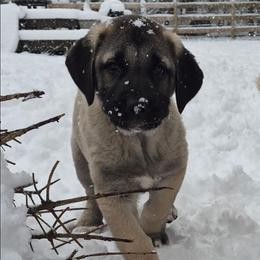 Michael - Gray fawn male Anatolian Shepherd Dog puppy in Jackson, New Jersey from Homestead Heaney