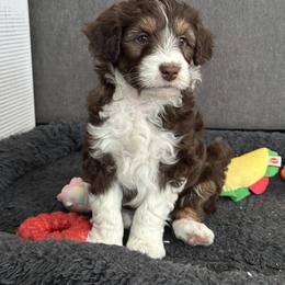 Aussiedoodle and Miniature Australian Shepherd Puppies from Hilary Fillmore