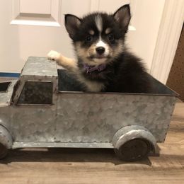 Pomsky Puppies from My Perfect Pomsky Pet