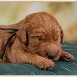 Bridgett - Red  female Goldendoodle puppy in Connersville, Indiana from Deaz Doodle Ranch