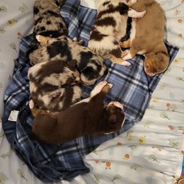 "Lion King Litter" Australian Shepherd Puppies from J&J Kennel