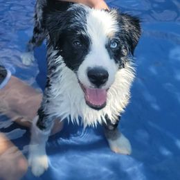 Australian Shepherd and Miniature Australian Shepherd Puppies from Donaldson Aussies