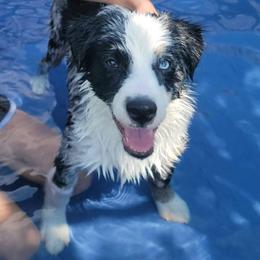 Australian Shepherd and Miniature Australian Shepherd Puppies from Donaldson Aussies