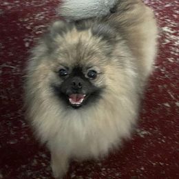Pomeranians from Nicole's Pomeranians
