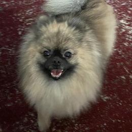 Pomeranians from Nicole's Pomeranians