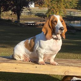 Lemon - Basset Hound