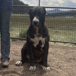 Andee - Central Asian Shepherd Dog