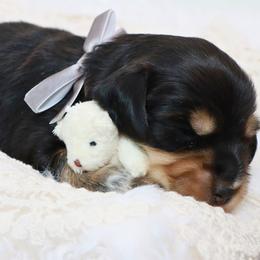 Benny - Black and cream male Dachshund puppy in Wakarusa, Indiana from PuppyLove Dachshunds