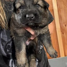 Girl 7 - female German Shepherd puppy in Laurens, New York from Vom Chivalry Haus German Shepherds