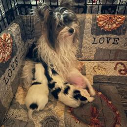 Feather - Biewer Terrier
