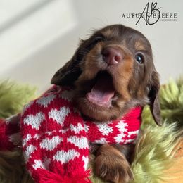 Boy 1 - Chocolate male Dachshund puppy in Clever, Missouri from Autumn Breeze Dachshunds