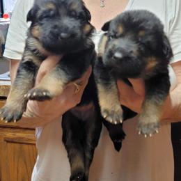 Girl 2 - Black and red female German Shepherd puppy in Puyallup, Washington from Majestic Royal German Shepherd’s