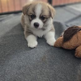 Pembroke Welsh Corgi Puppies from Salted Rim Corgis