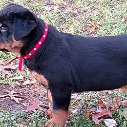 Rottweilers from Vom Ruhmhaus