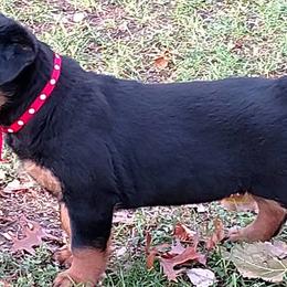 Rottweilers from Vom Ruhmhaus