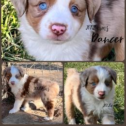 (8) Dancer, RMF - Red merle female Miniature American Shepherd puppy in Huntington, Texas from JKKJ Farms