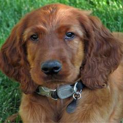 Dachshunds and Irish Setters from Keliaire Long Hair Mini Dachshunds