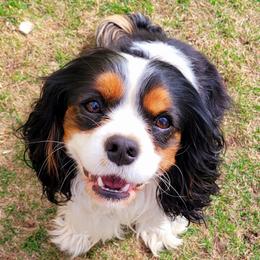 Sam - Cavalier King Charles Spaniel