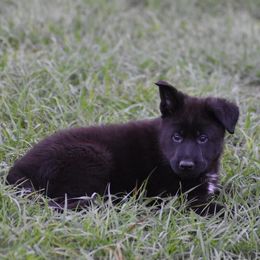 German Shepherd Puppies from Ryndal Working Dogs