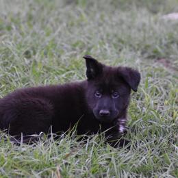 German Shepherd Puppies from Ryndal Working Dogs
