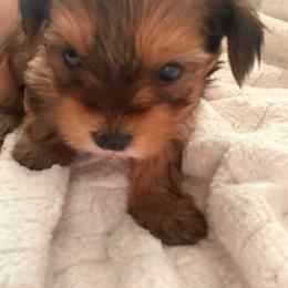 Hazel - Chocolate and tan female Yorkshire Terrier puppy in Springfield, Massachusetts from Rosey’s Yorkies