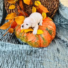 Lily - White female Miniature Schnauzer puppy in Moreauville, Louisiana from Bayou Schnauz and Dals