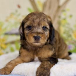 Walrus - Sable male Bernedoodle puppy in Queen Creek, Arizona from Dulcito Doodles