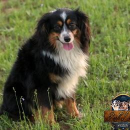 Kami - Miniature American Shepherd