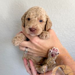 Rocky (grey collar) - Cream male Goldendoodle puppy in Murrieta, California from Apricot Poodles & Goldendoodles, LLC