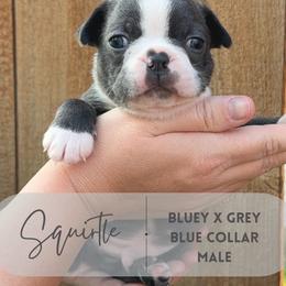 Squirtle - Blue male Boston Terrier puppy in West Jefferson, Ohio from Kline Kennels