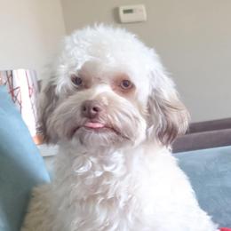Gia - Havanese