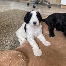 Oreo - Parti female Goldendoodle puppy in Sugarcreek, Ohio from True Hearted Doodles