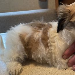 Shih Tzus from Burch Homestead