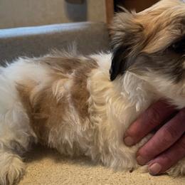 Shih Tzus from Burch Homestead