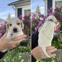 Girl 6 - female Beagle puppy in Brownsville, Oregon from Beagles on the Run