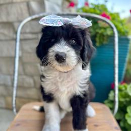Merry-Go-Baa - Black and white female Sheepadoodle puppy in Adams, Nebraska from Boxcar Doodles and Poodles